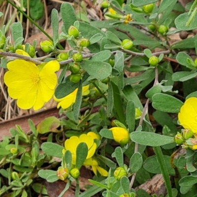 Hibbertia obtusifolia (Grey Guinea-flower) at Isaacs Ridge and Nearby - 20 Oct 2022 by Mike