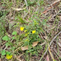 Hibbertia obtusifolia at Isaacs, ACT - 20 Oct 2022 03:16 PM