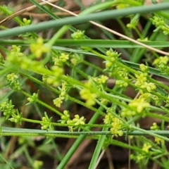 Galium gaudichaudii (Rough Bedstraw) at Isaacs, ACT - 20 Oct 2022 by Mike