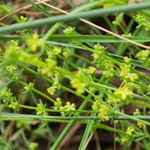 Galium gaudichaudii at Isaacs, ACT - 20 Oct 2022 03:12 PM