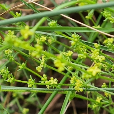 Galium gaudichaudii (Rough Bedstraw) at Isaacs Ridge and Nearby - 20 Oct 2022 by Mike