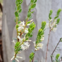 Brachyloma daphnoides (Daphne Heath) at Isaacs Ridge and Nearby - 20 Oct 2022 by Mike