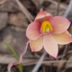 Thelymitra carnea (Tiny Sun Orchid) at Gundaroo, NSW - 19 Oct 2022 by Gunyijan