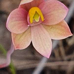 Thelymitra carnea at Gundaroo, NSW - suppressed