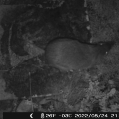 Perameles nasuta (Long-nosed Bandicoot) at Namadgi National Park - 24 Aug 2022 by heatherb1997