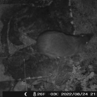 Perameles nasuta (Long-nosed Bandicoot) at Namadgi National Park - 24 Aug 2022 by heatherb1997