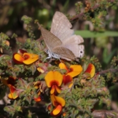 Lampides boeticus (Long-tailed Pea-blue) at Albury - 19 Oct 2022 by KylieWaldon