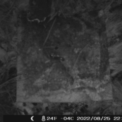 Perameles nasuta (Long-nosed Bandicoot) at Namadgi National Park - 25 Aug 2022 by heatherb1997