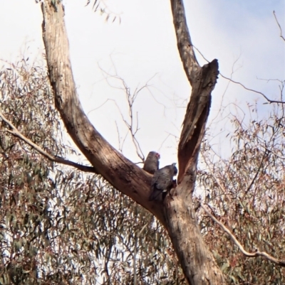 Callocephalon fimbriatum (Gang-gang Cockatoo) at Molonglo Valley, ACT - 17 Oct 2022 by CathB