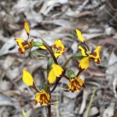 Diuris pardina (Leopard Doubletail) at Queanbeyan West, NSW - 19 Oct 2022 by SteveBorkowskis