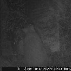 Perameles nasuta (Long-nosed Bandicoot) at Namadgi National Park - 31 Aug 2022 by heatherb1997