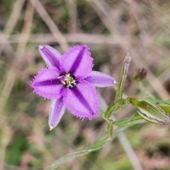 Thysanotus patersonii (Twining Fringe Lily) at Gundaroo, NSW - 19 Oct 2022 by Gunyijan