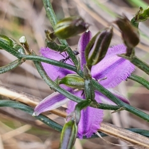 Thysanotus patersonii at Gundaroo, NSW - 19 Oct 2022 12:40 PM