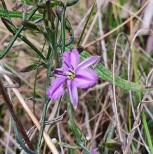 Thysanotus patersonii at Gundaroo, NSW - 19 Oct 2022 12:40 PM