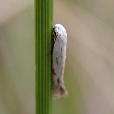 Ogmograptis triradiata (A Scribbly Gum moth (Bucculatricidae) at Aranda, ACT - 18 Oct 2022 by CathB