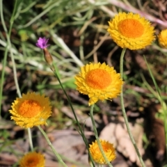 Leucochrysum albicans subsp. albicans (Hoary Sunray) at Glenroy, NSW - 20 Oct 2022 by KylieWaldon