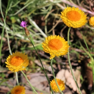 Leucochrysum albicans subsp. albicans (Hoary Sunray) at Nail Can Hill - 19 Oct 2022 by KylieWaldon
