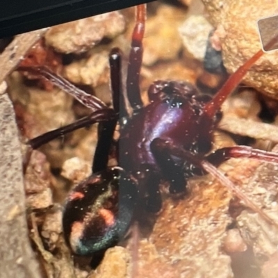 Habronestes sp. (genus) (An ant-eating spider) at Lanyon High School - 20 Oct 2022 by amiessmacro