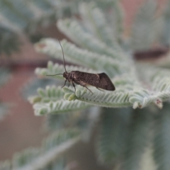 Leistomorpha brontoscopa (A concealer moth) at Namadgi National Park - 19 Oct 2022 by RAllen