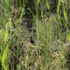 Aira elegantissima (Delicate Hairgrass) at Albury - 19 Oct 2022 by KylieWaldon