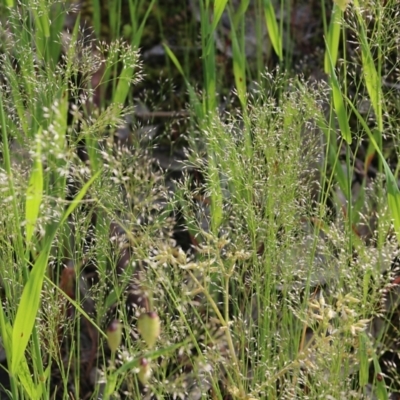 Aira elegantissima (Delicate Hairgrass) at Albury - 19 Oct 2022 by KylieWaldon