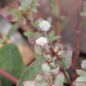 Pimelea sp. at Booth, ACT - 19 Oct 2022 11:22 AM