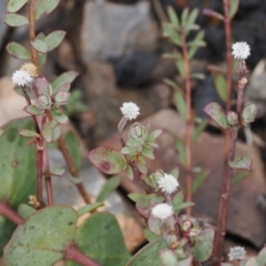 Pimelea sp. at Booth, ACT - 19 Oct 2022