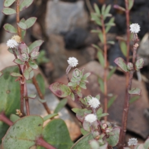 Pimelea sp. at Booth, ACT - 19 Oct 2022 11:22 AM