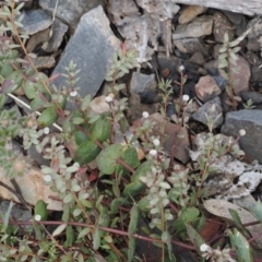 Pimelea sp. at Booth, ACT - 19 Oct 2022