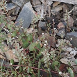 Pimelea sp. at Booth, ACT - 19 Oct 2022 11:22 AM