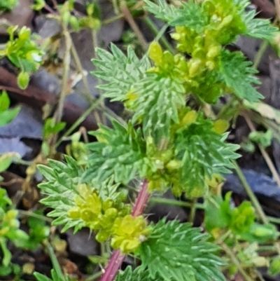 Urtica urens (Small Nettle) at Gundaroo, NSW - 17 Oct 2022 by Gunyijan