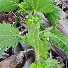 Urtica urens at Gundaroo, NSW - 17 Oct 2022 05:53 PM