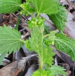 Urtica urens at Gundaroo, NSW - 17 Oct 2022 05:53 PM