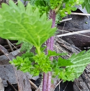 Urtica urens at Gundaroo, NSW - 17 Oct 2022 05:53 PM