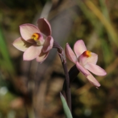 Thelymitra carnea (Tiny Sun Orchid) at Nail Can Hill - 19 Oct 2022 by KylieWaldon