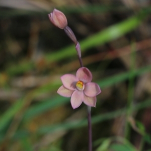 Thelymitra carnea at Albury, NSW - suppressed