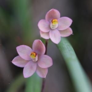 Thelymitra carnea at Albury, NSW - suppressed