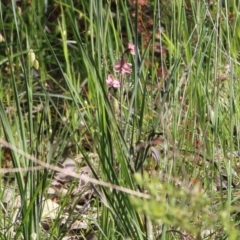 Thelymitra carnea at Albury, NSW - suppressed