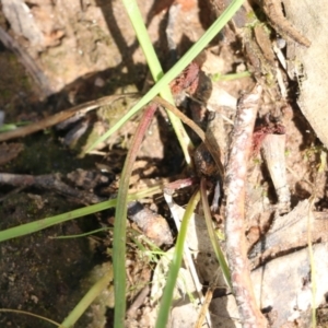 Thelymitra carnea at Albury, NSW - suppressed