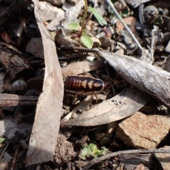 Robshelfordia simplex (Shelford's Western Cockroach) at Aranda Bushland - 16 Oct 2022 by CathB