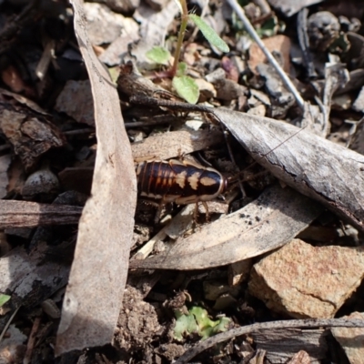 Robshelfordia simplex (Shelford's Western Cockroach) at Aranda Bushland - 16 Oct 2022 by CathB