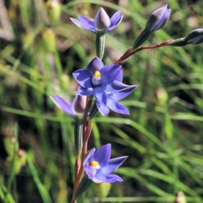 Unidentified Orchid at Glenroy, NSW - 19 Oct 2022 by KylieWaldon