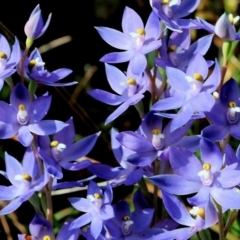 Thelymitra megcalyptra (Swollen Sun Orchid) at Glenroy, NSW - 20 Oct 2022 by KylieWaldon