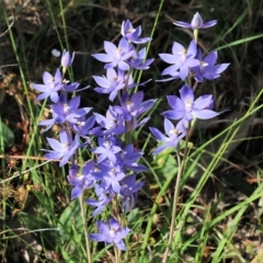 Thelymitra megcalyptra at Glenroy, NSW - suppressed
