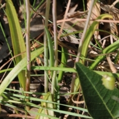 Thelymitra megcalyptra at Glenroy, NSW - suppressed