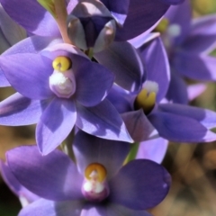 Thelymitra megcalyptra at Nail Can Hill - 19 Oct 2022 by KylieWaldon