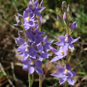 Thelymitra megcalyptra at Glenroy, NSW - suppressed