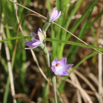 Thelymitra sp. (pauciflora complex) at Albury - 19 Oct 2022 by KylieWaldon
