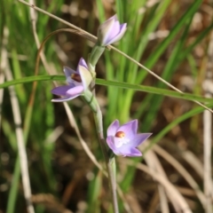 Thelymitra sp. (pauciflora complex) at Nail Can Hill - 19 Oct 2022 by KylieWaldon
