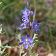 Thelymitra megcalyptra at Nail Can Hill - 19 Oct 2022 by KylieWaldon